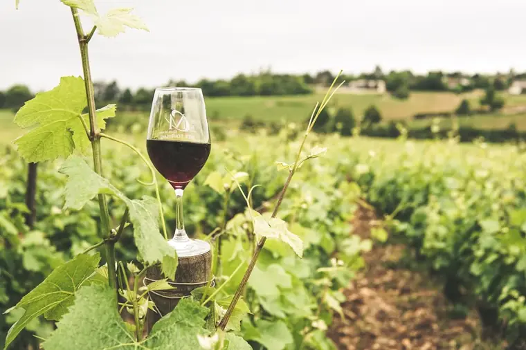 Wine Tasting